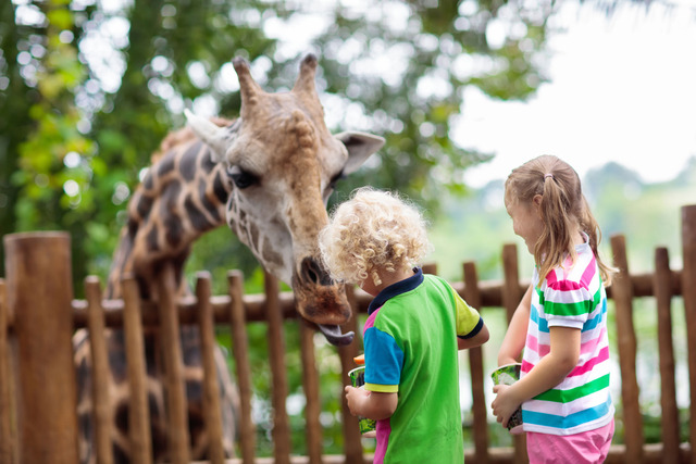 downchesterzoo_giraffe