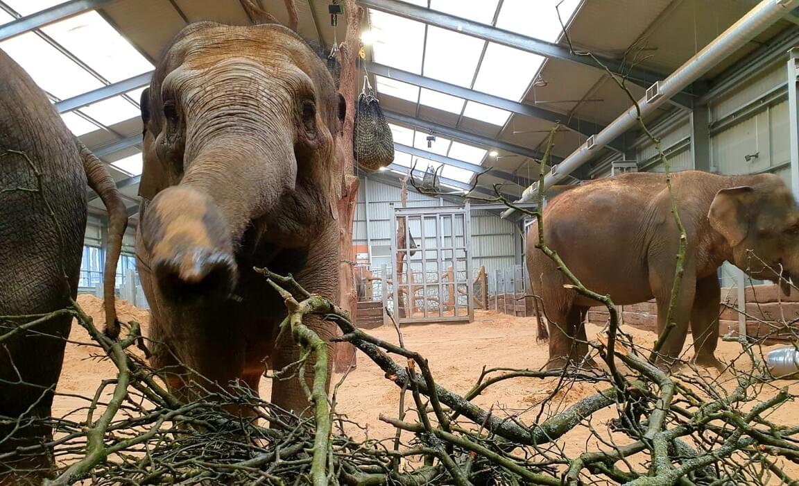 The Asian elephants at Whipsnade Zoo enjoying branches from Beechwood Park School