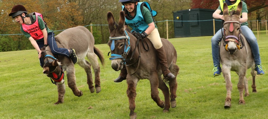 Packwood Donkeys and Fun Afternoon 0672
