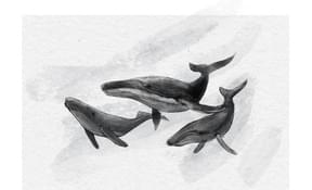 Whale