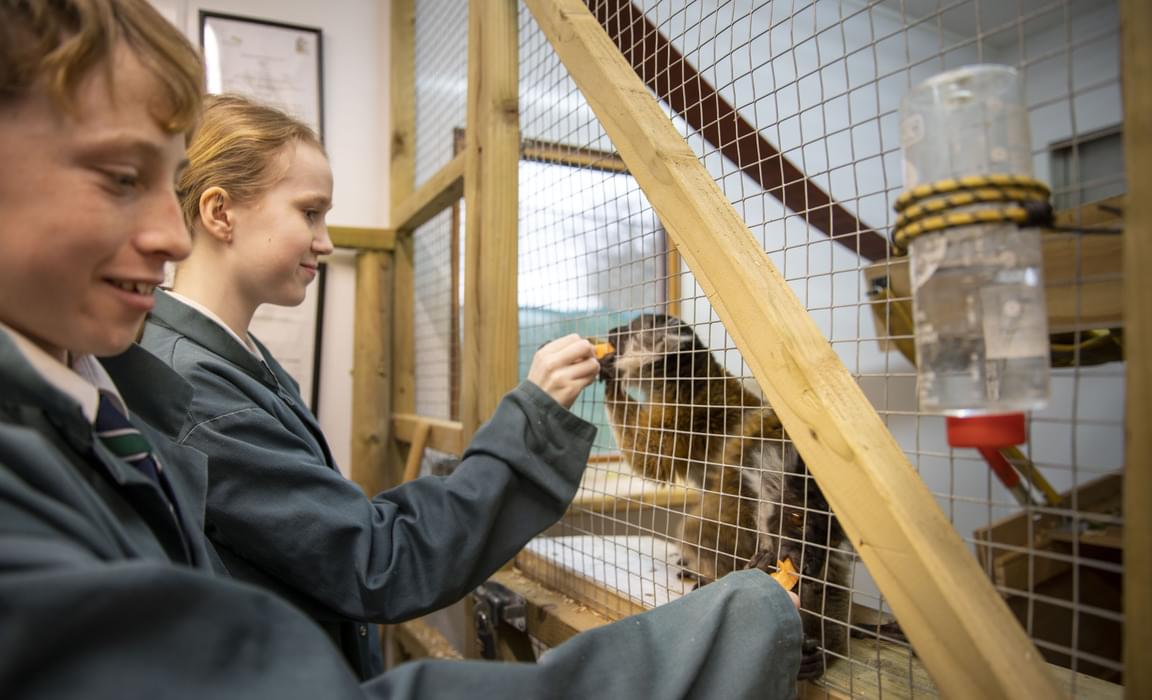 Bede’s pupils feeding Mary and Mogoi, the new black lemurs at Bede’s Zoo