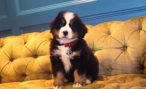 Truffle, the latest addition to the THS family