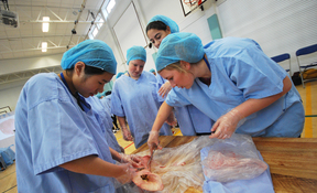 Students took on the role of surgeon for the day dissecting sampes from swine anatomy and using life-size patient simulators